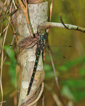 Gomphaeschna antilope, male